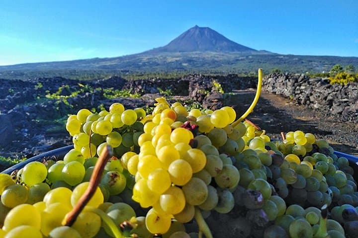 Tour du vin et de la nourriture