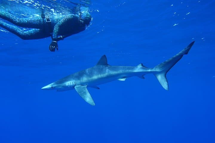 Expérience de nage guidée avec des requins au Portugal