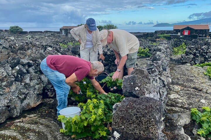 Visite primée de dégustation de vins Pico, nourriture et culture