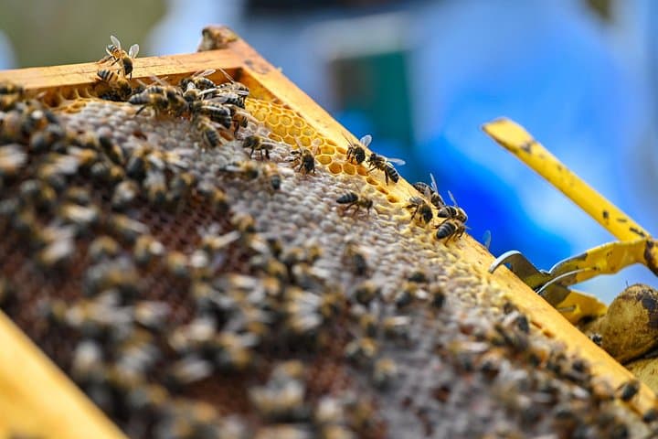Expérience en apiculture et dégustation de miel